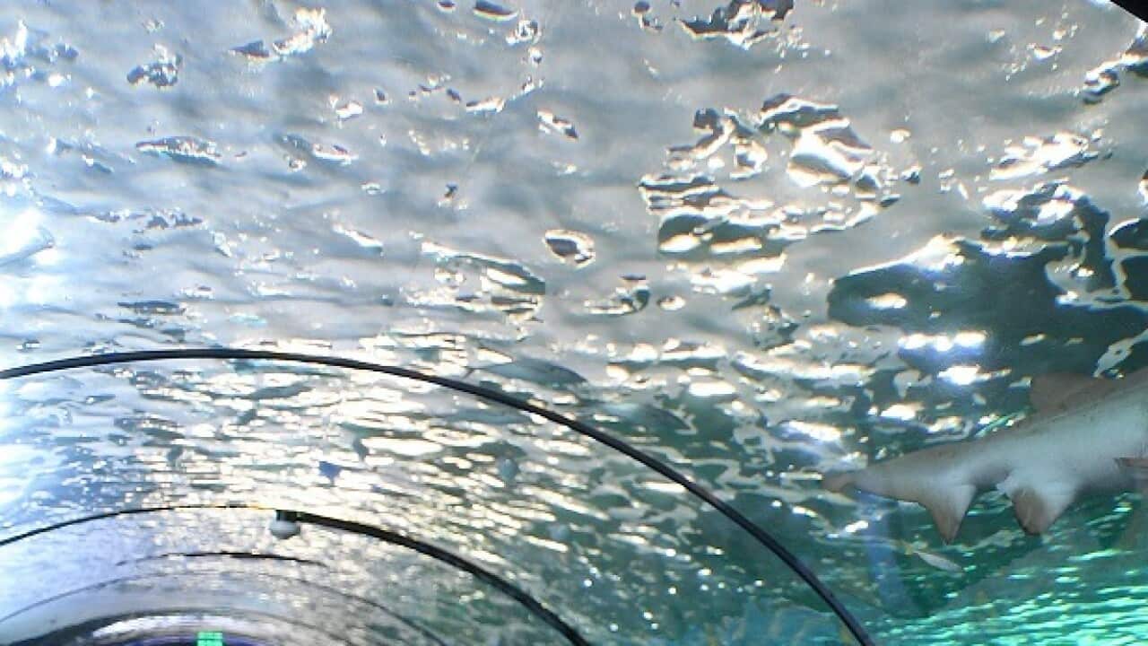 دو تن از ساکنان نیوساوتولز هنگام بازدید از آکواریوم زیست دریایی در منطقه دارلینگ هاربر سیدنی.