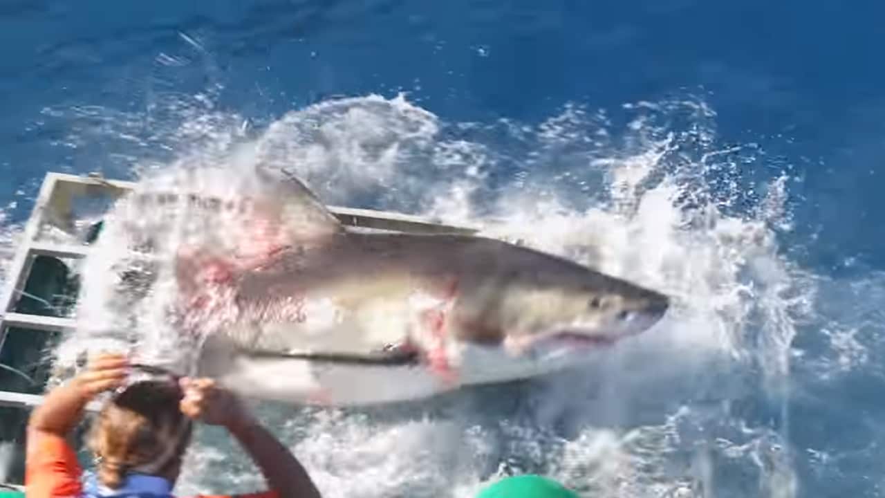 Shark in cage