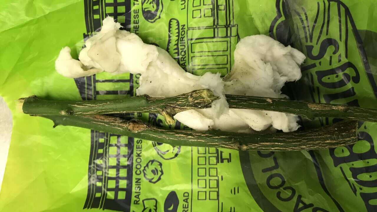 Infected citrus budwood