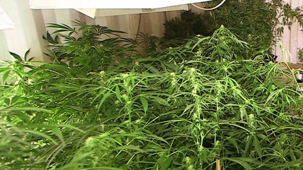 Cannabis plants uncovered at a northern NSW property
