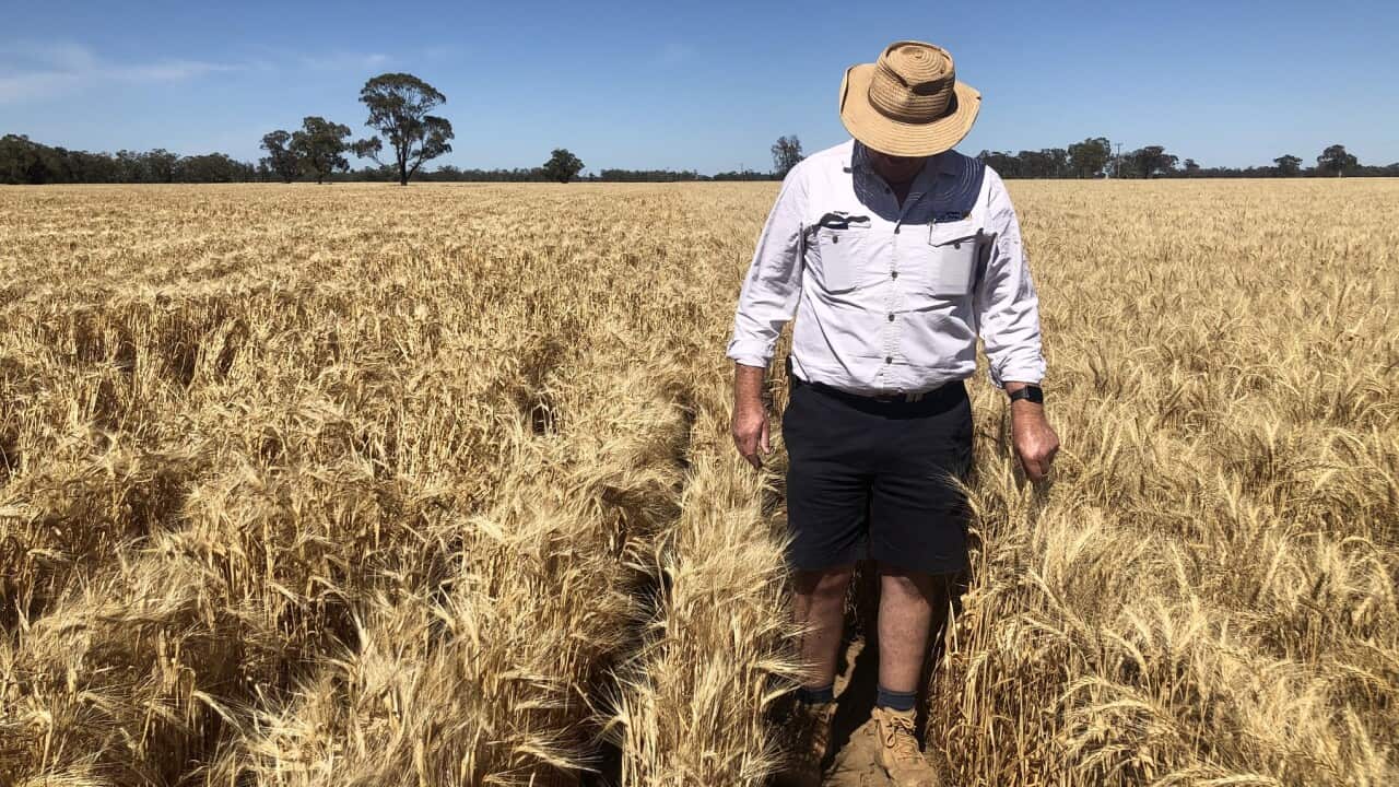 Tony Quigley and his barley crop