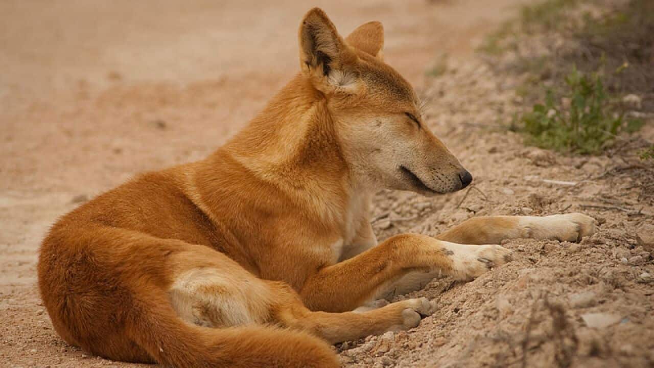 A woman and a child were attacked by a dingo on Fraser Island. 