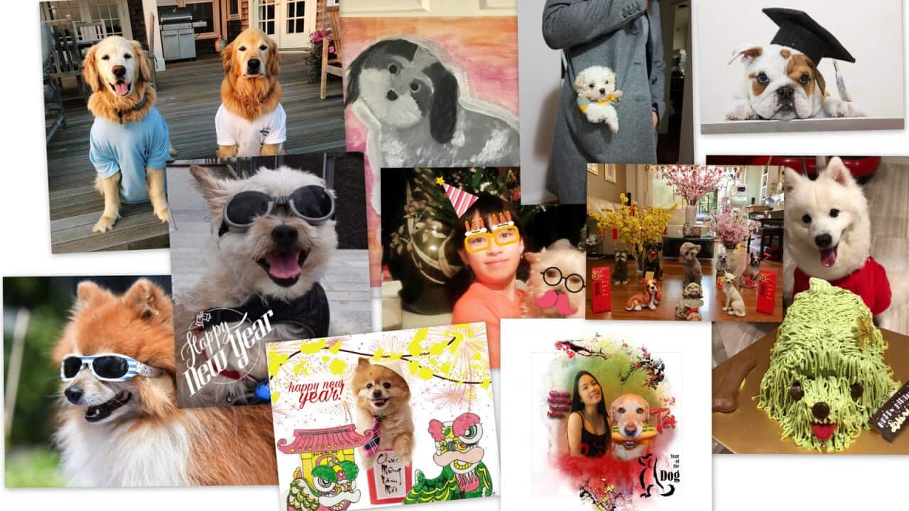 dog picture competition
