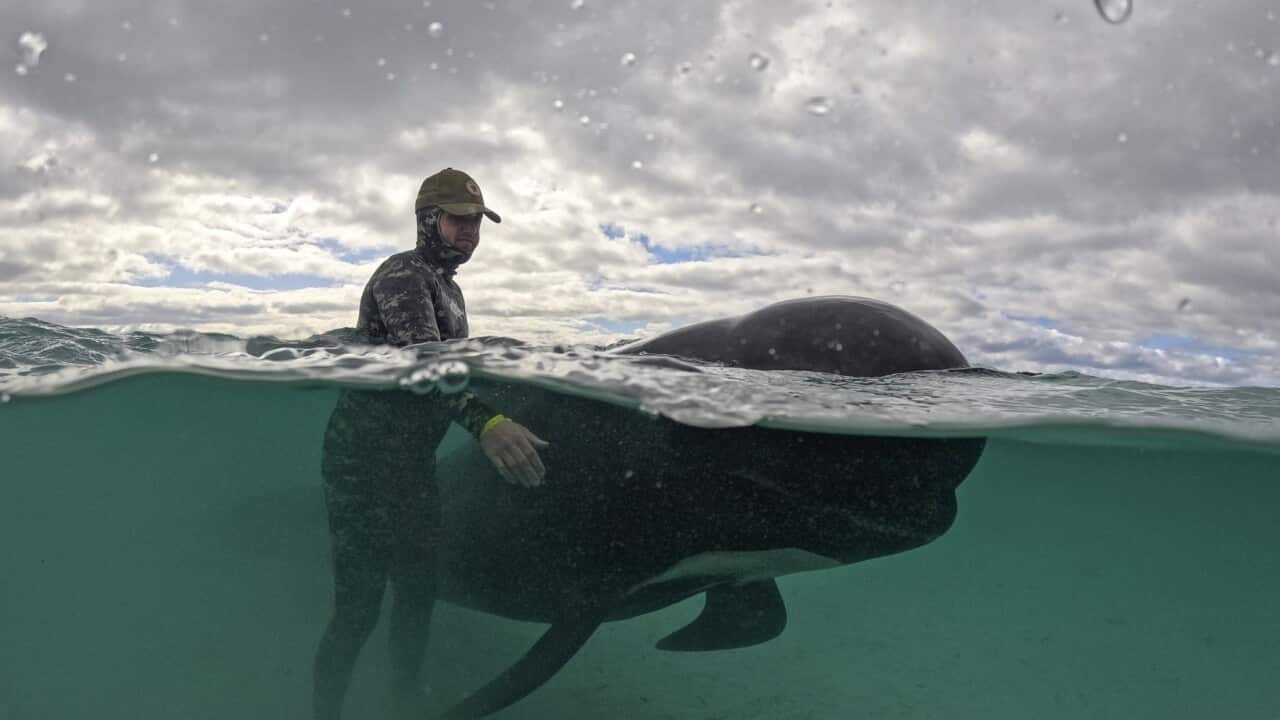 Struggle to save remaining whales after deaths on WA beach | SBS News