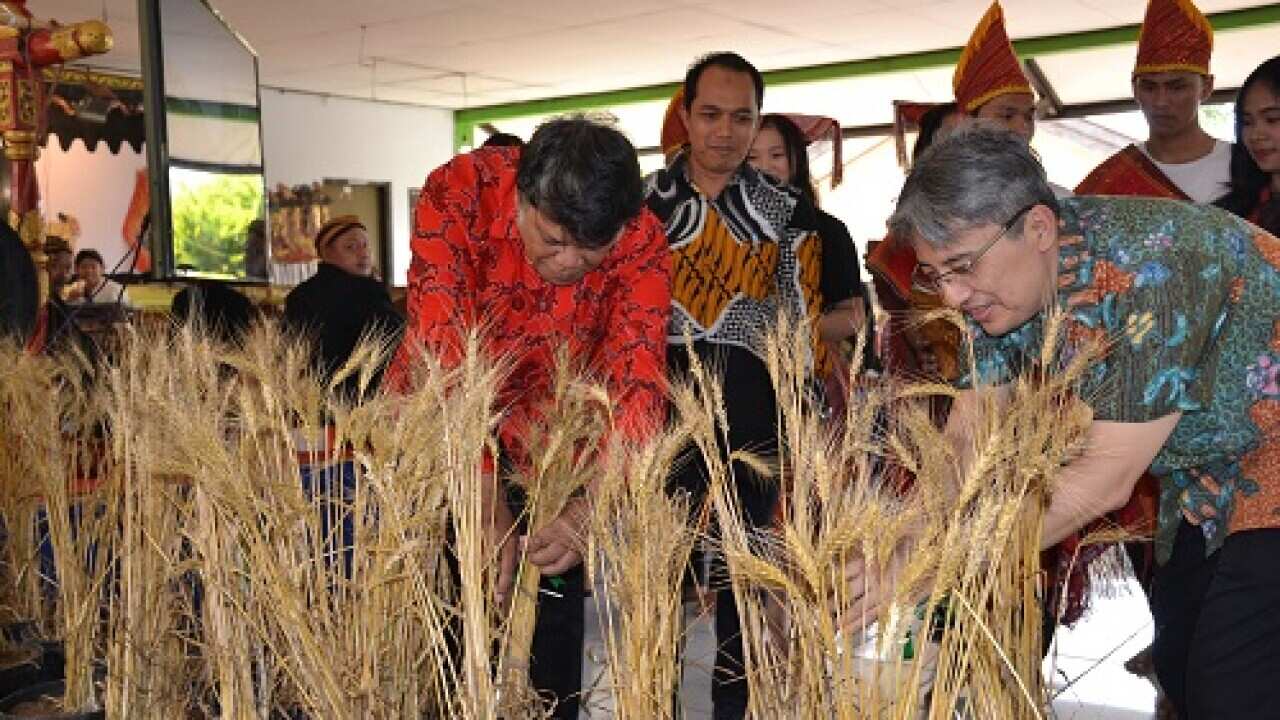 Wheat research in Indonesia