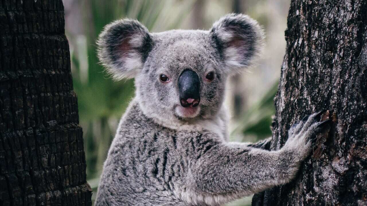 Koala portrait Hanging between two trees