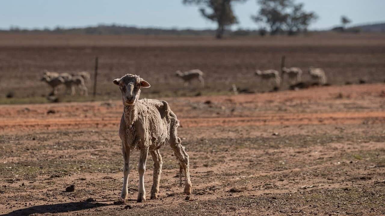 Kondoo yakabiliana na madhara ya ukame nchini Australia