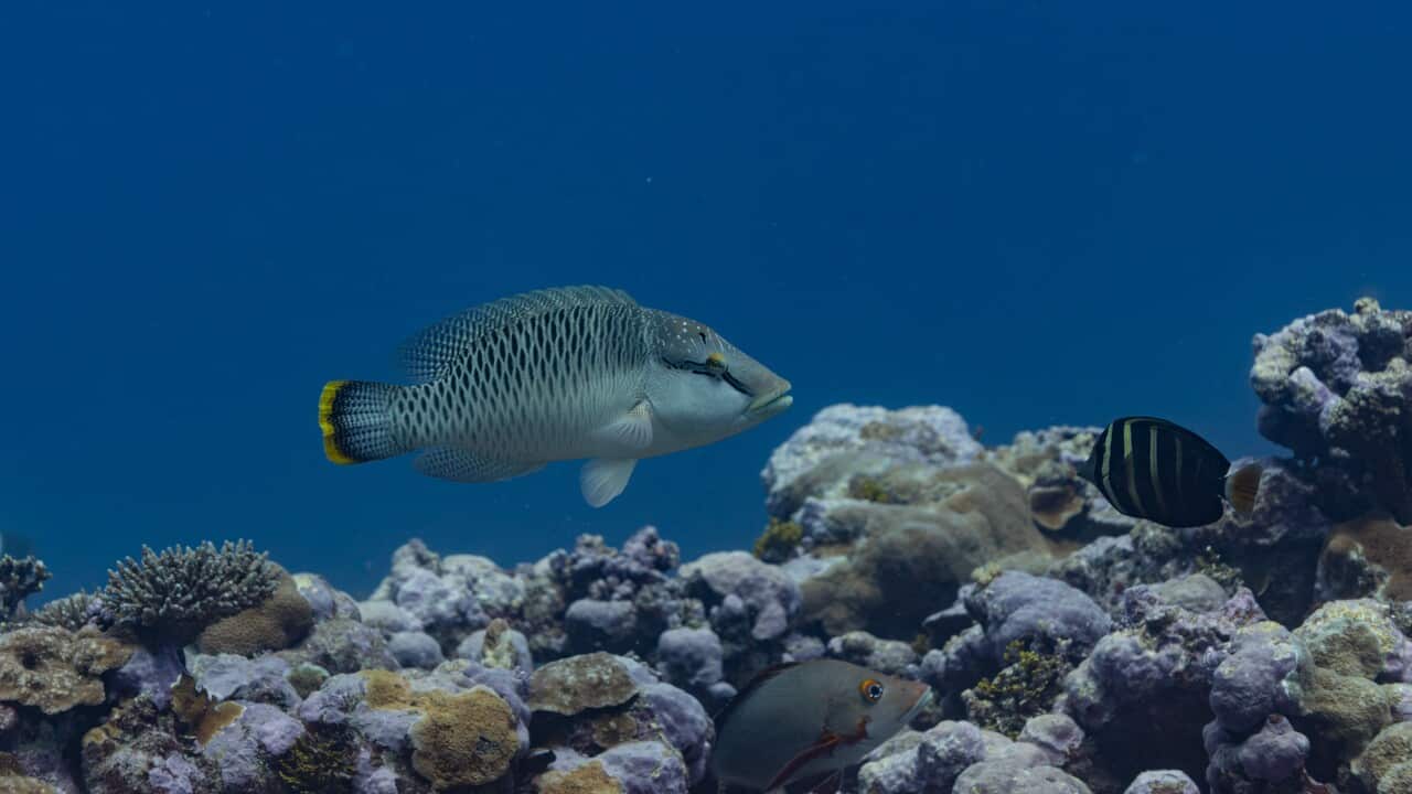 09062025-02113_MANU_San_FélixMSF_1268-Mejorado-NRNat_Geographic_1.jpg