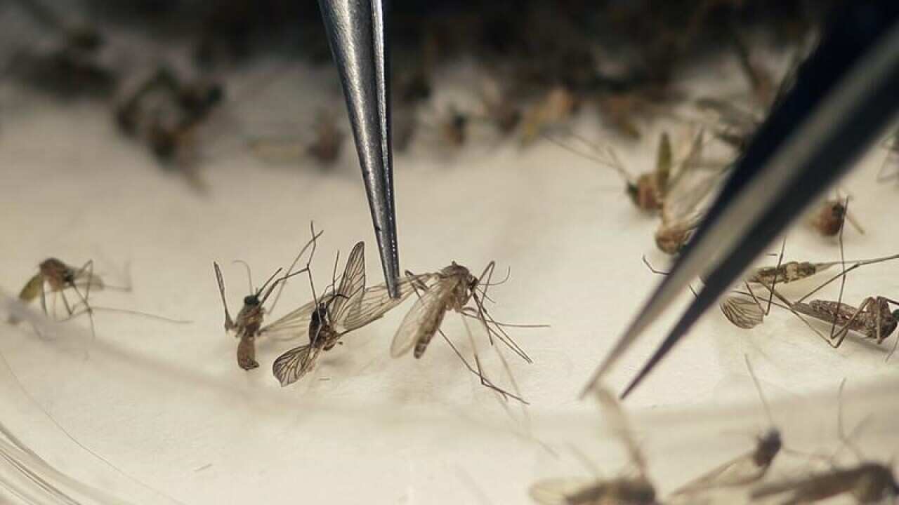 mosquitos