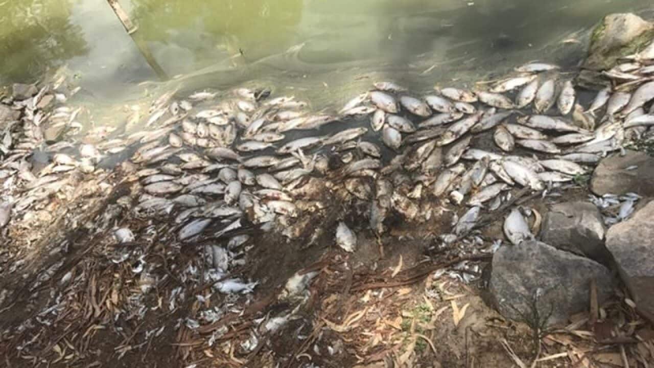 Some fish that have died in the Darling River in far western NSW