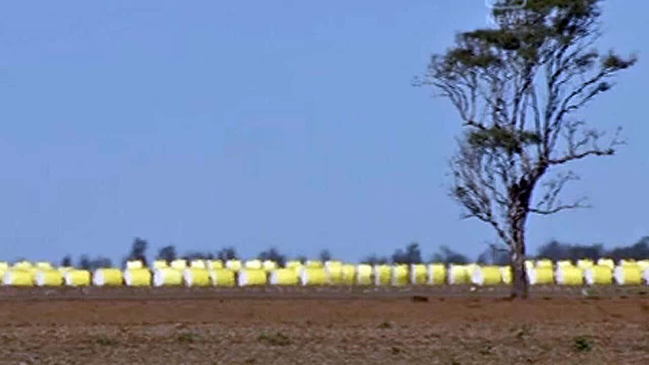 cotton_persticide_nitv_78151933