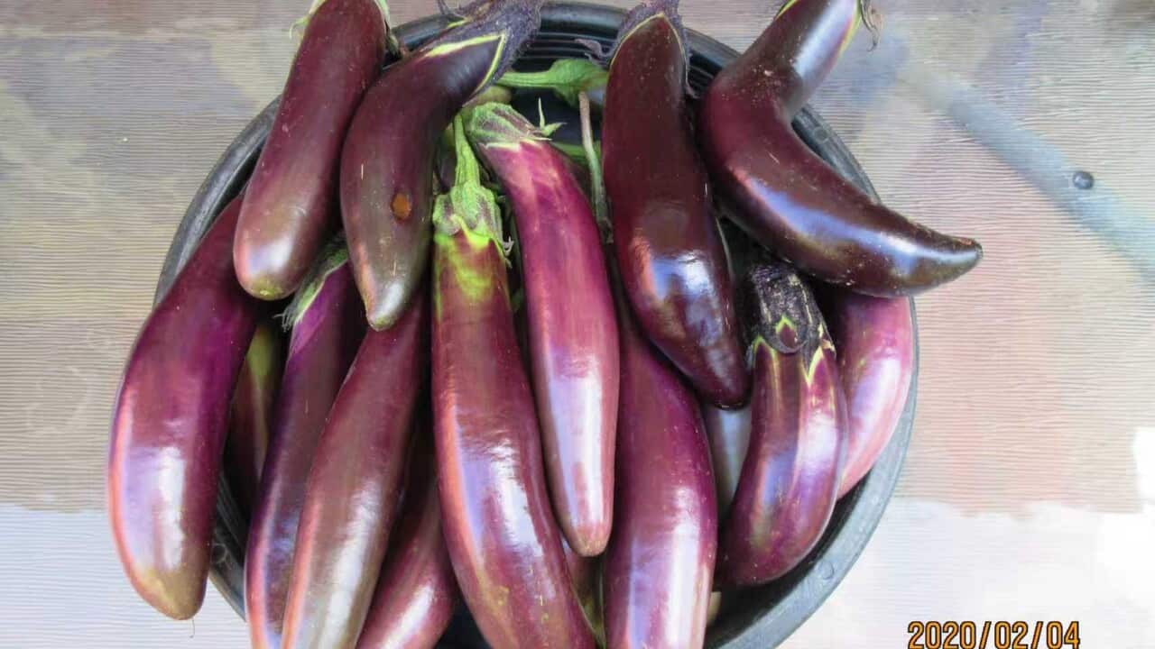 Eggplant.jfif