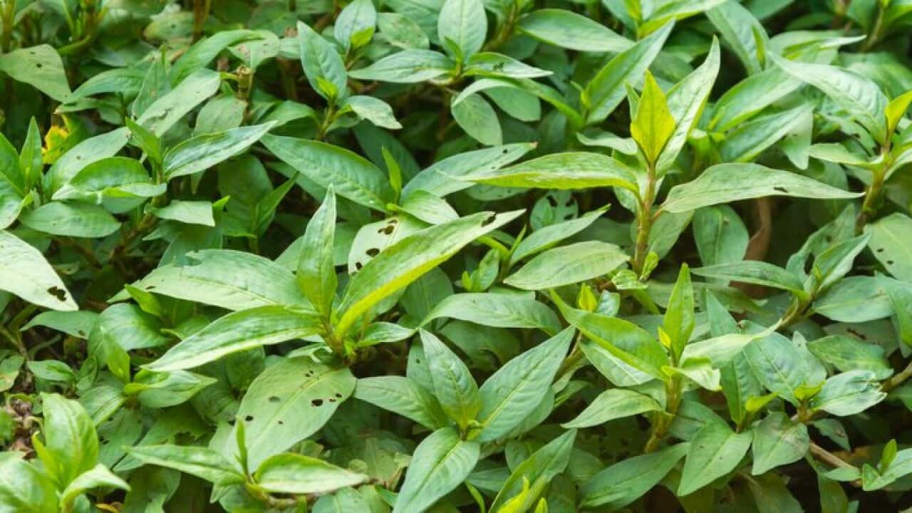 Vietnamese coriander