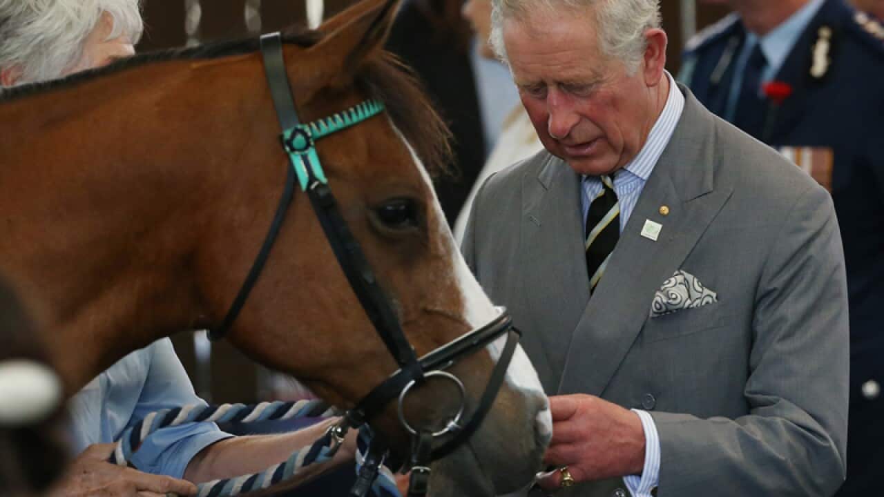 The Prince of Wales interacts with a police horse