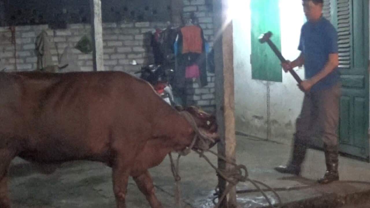 Australian cattle allegedly being slaughtered with a sledgehammer.
