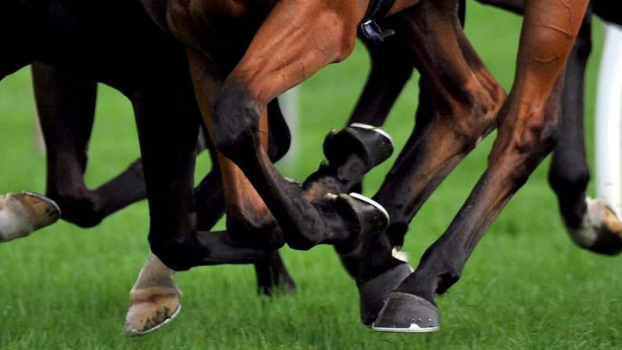 It's one of the biggest horse-racing scandals in Australian history.