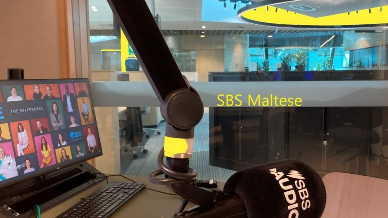 SBS Maltese studio Yellow Splash  .jpg