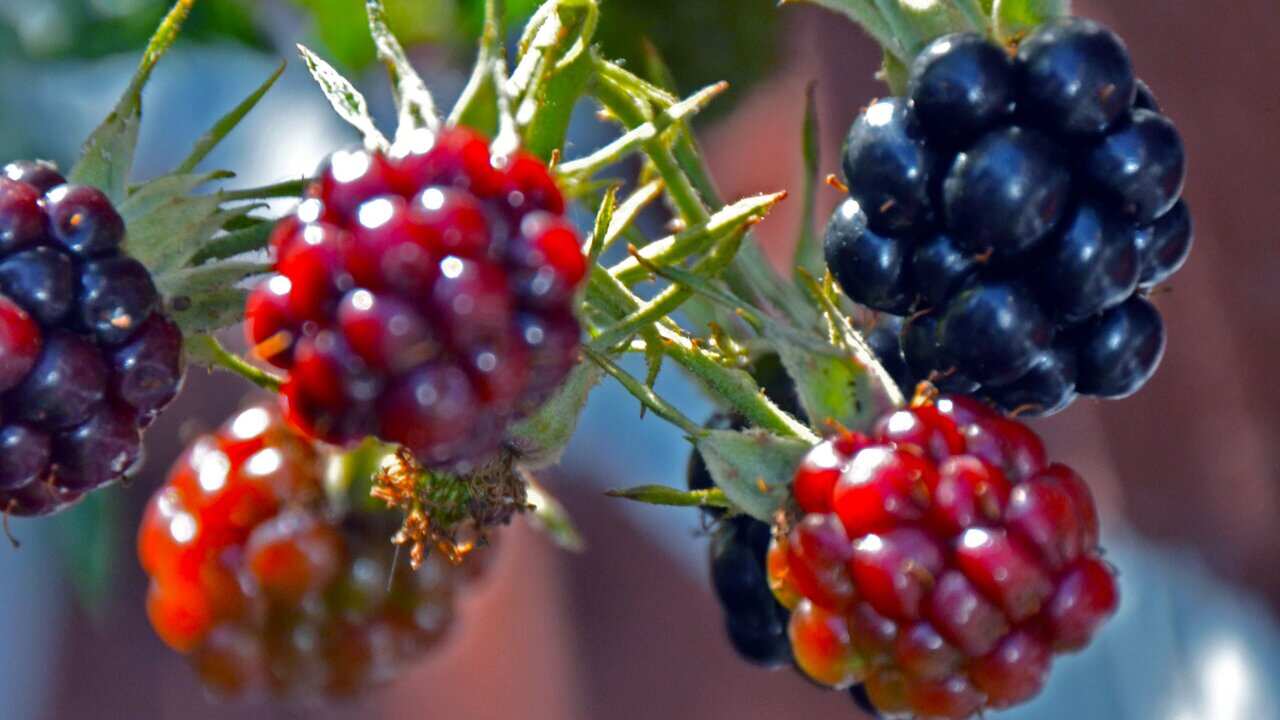 blackberries