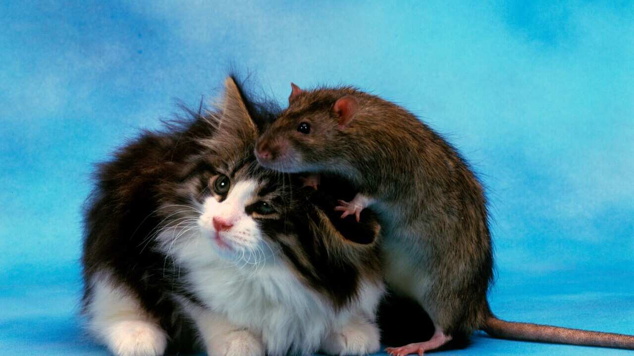 Rattus Norvegicus and friend