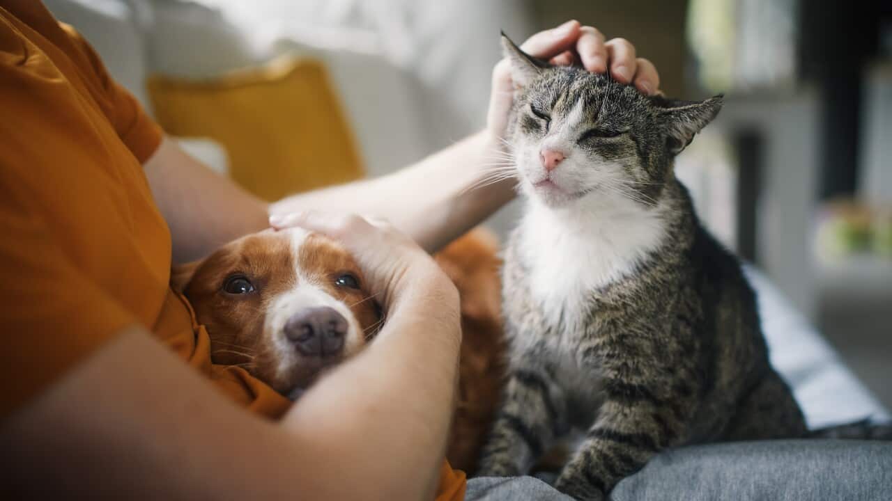 Pet owner stroking his old cat and dog together