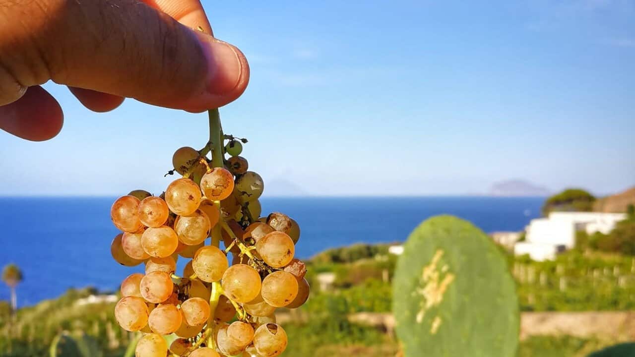 Salina EcoGastronomica