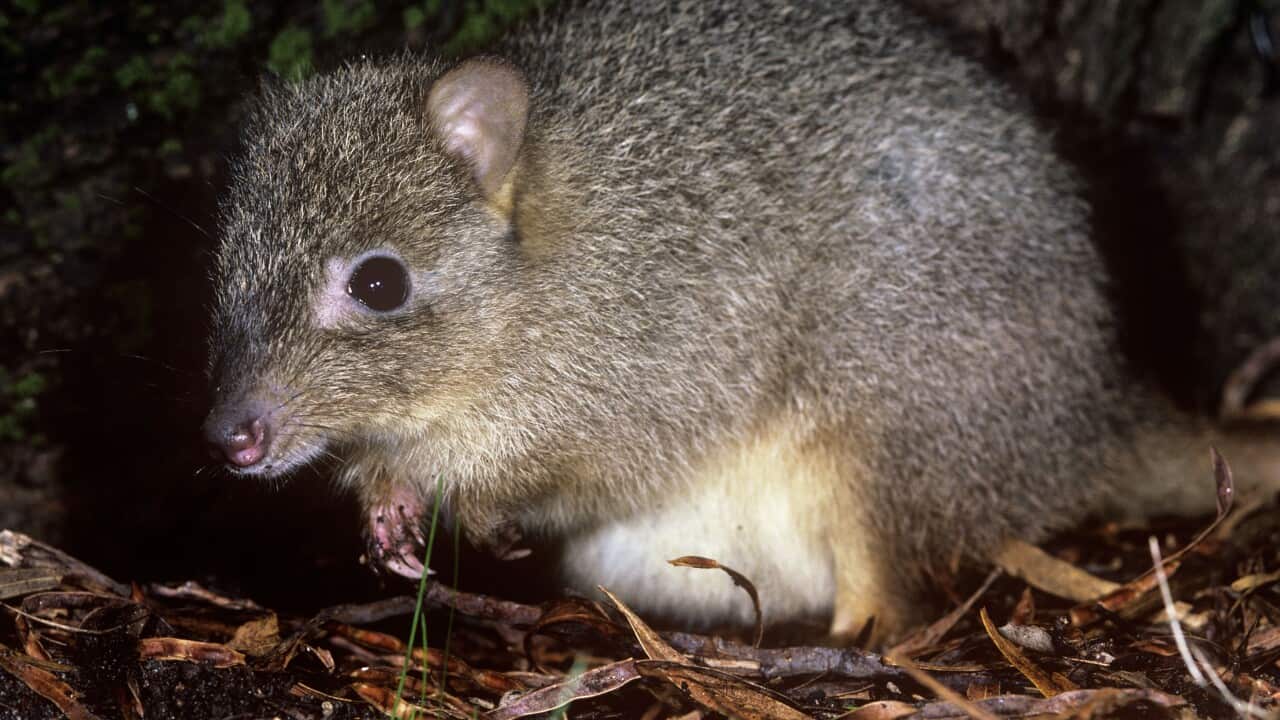 Brush-tailed Bettong 