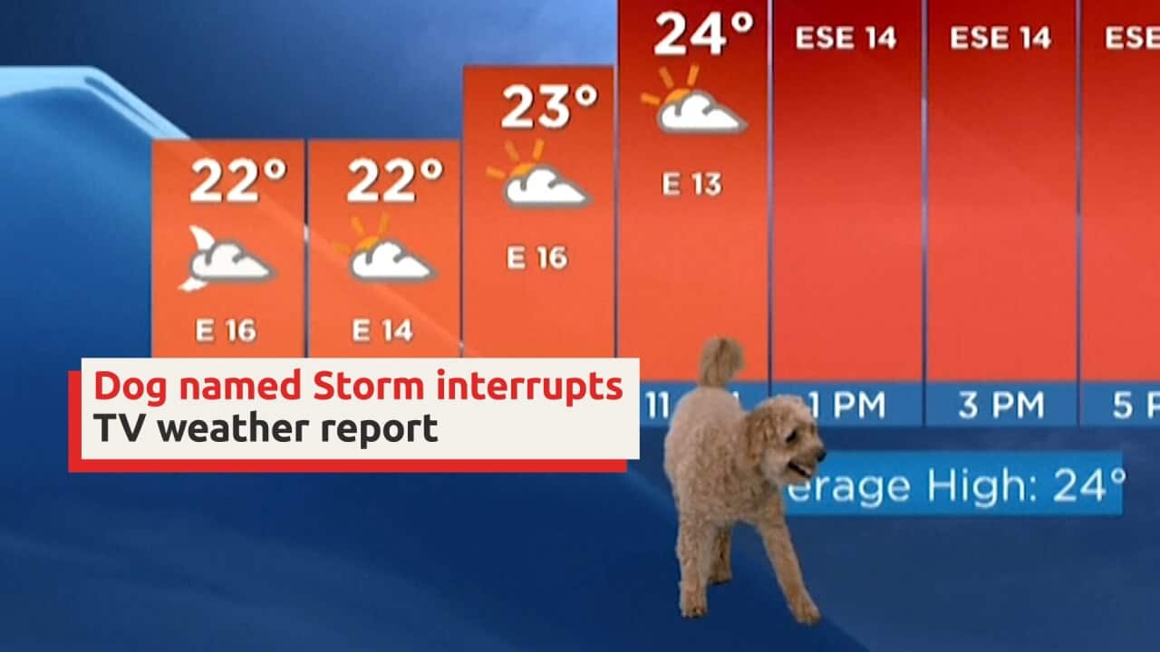 Dog named Storm interrupts TV weather report