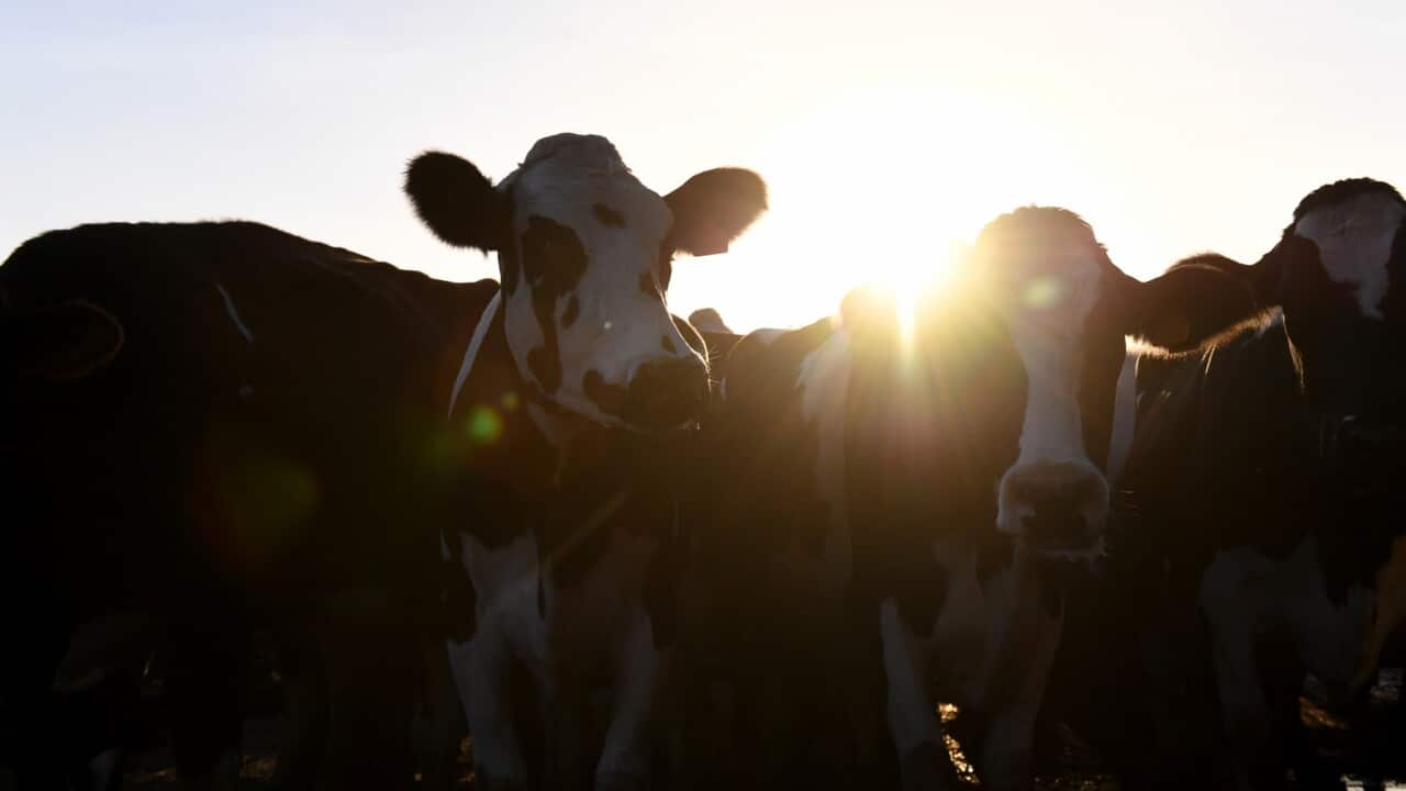 Dairy cattle during milking time