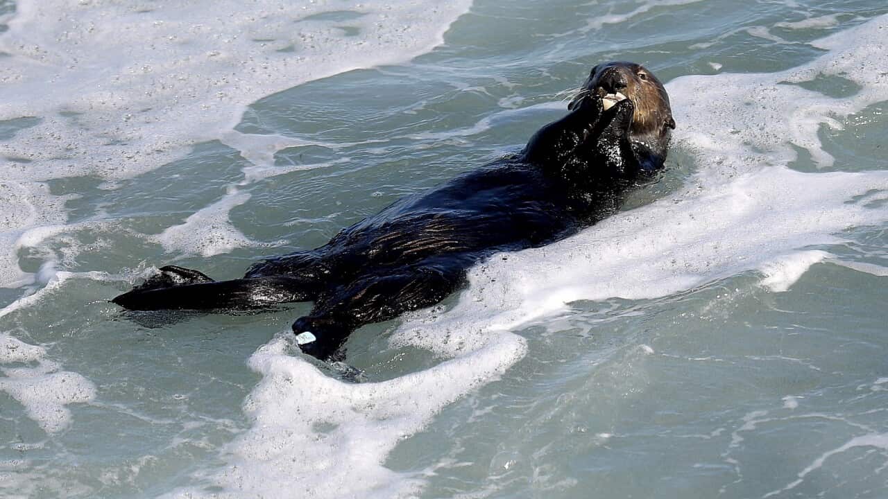 A renegade sea otter is terrorizing California surfers