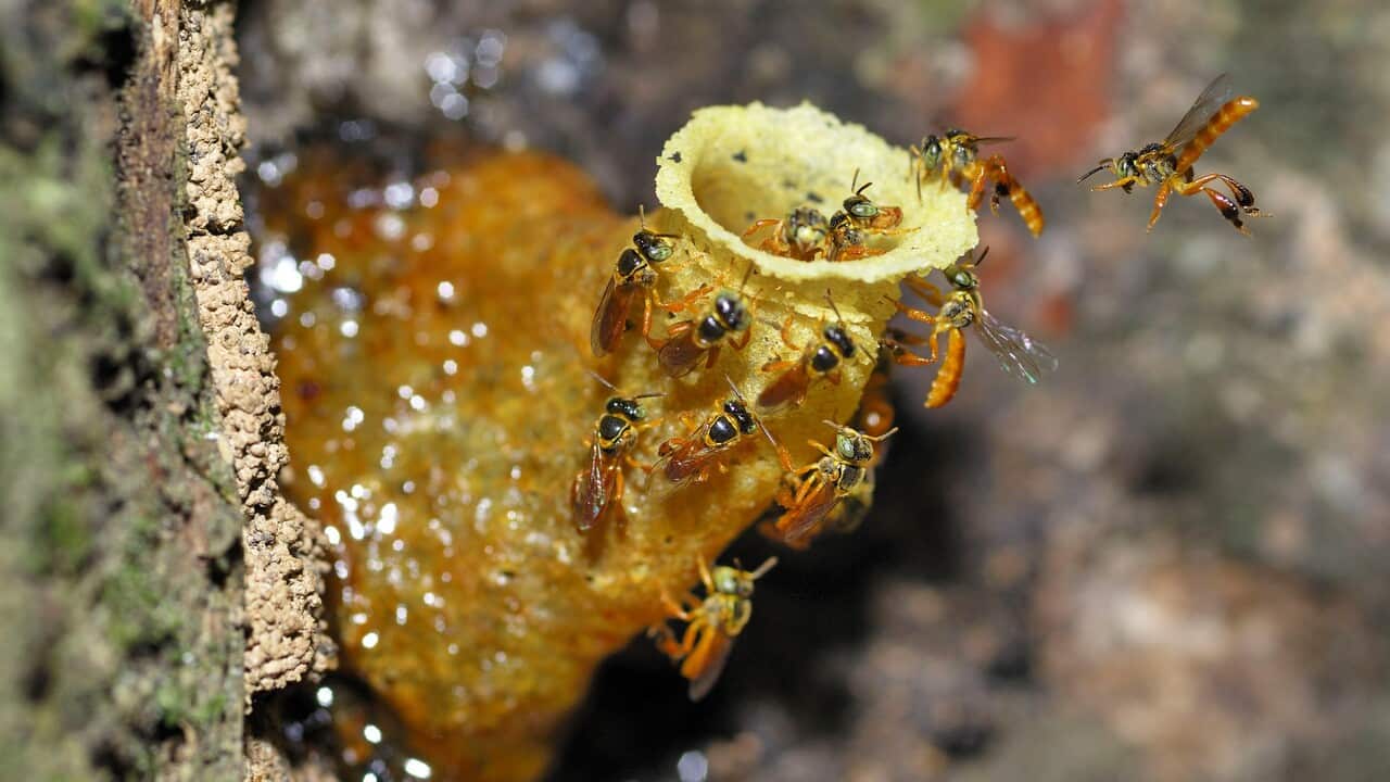 Wild Bees at nest.