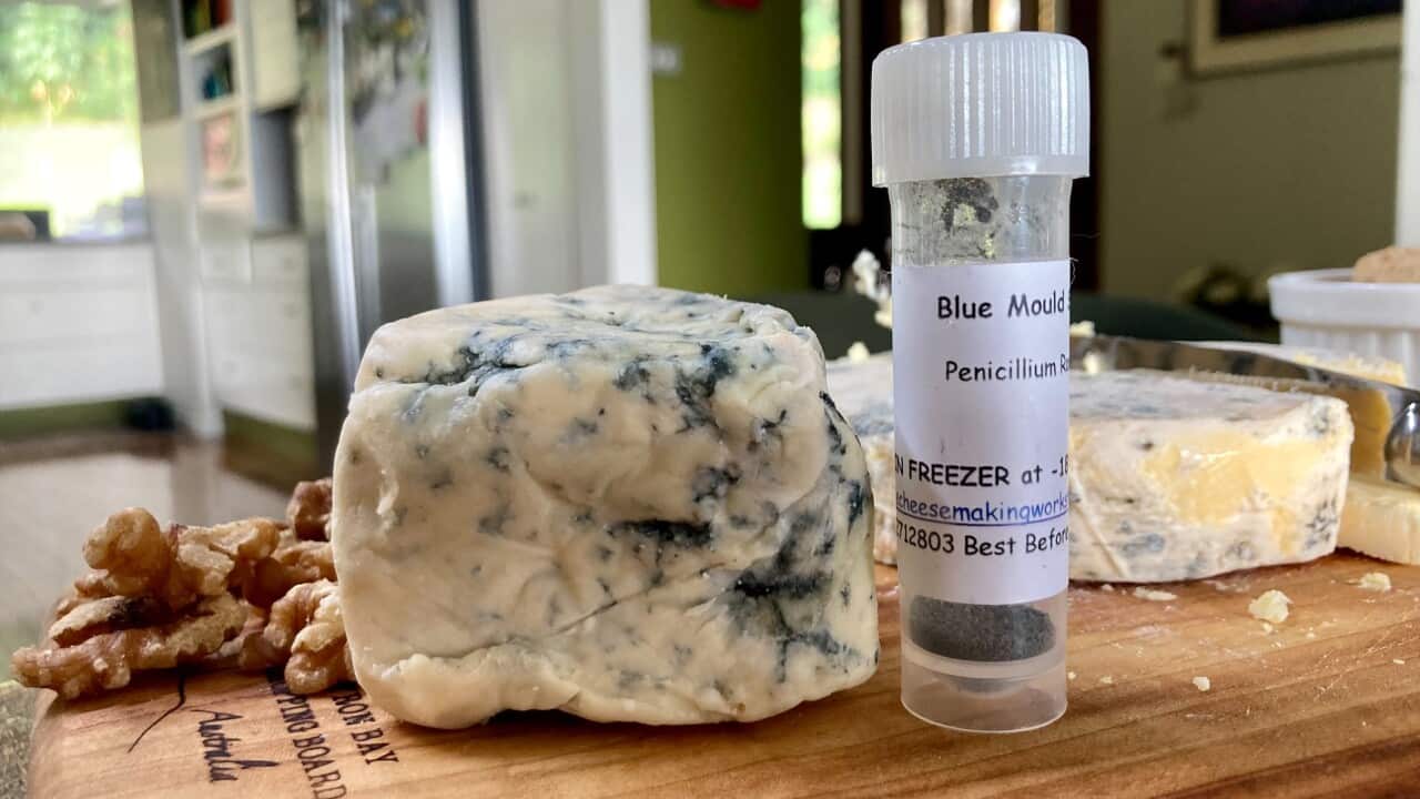 This is the reason why blue cheese is actually blue SBS Food