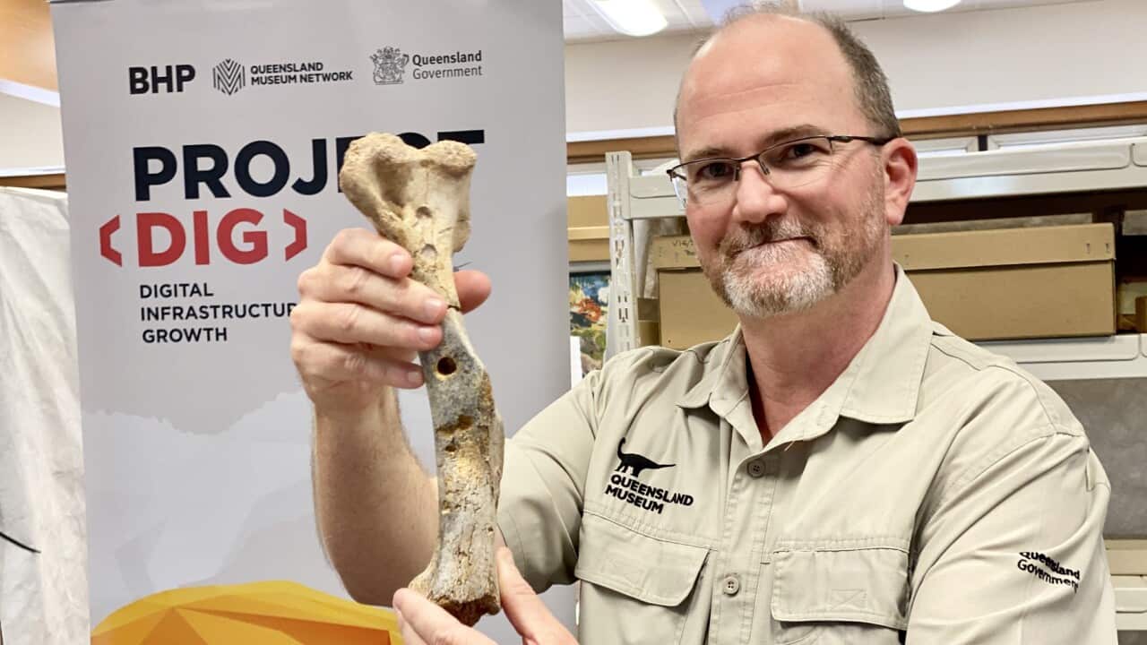 Dr Scott Hocknall from the Museum of Queensland holds a fossilised kangaroo bone with crocodile teeth marks