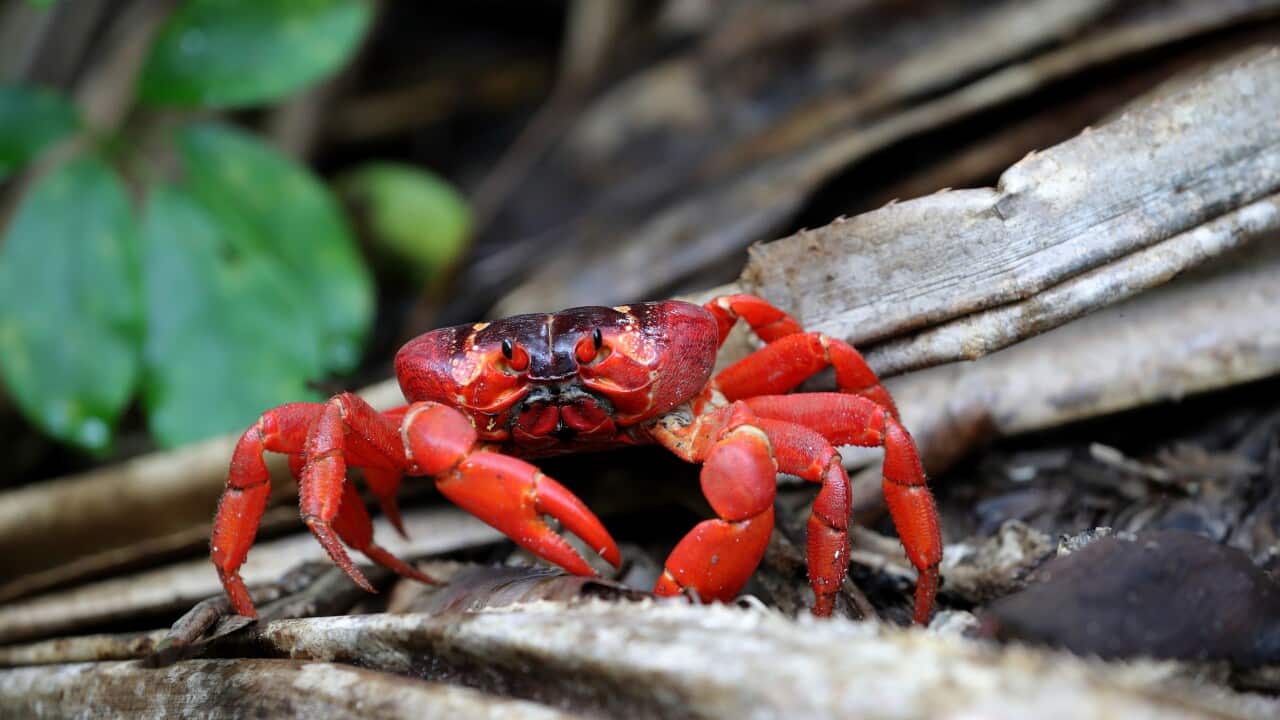 CORONAVIRUS CHRISTMAS ISLAND