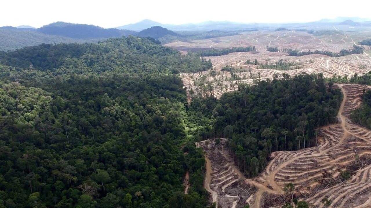Hutan Kinipan yang dibabat habis, foto dok Save Kinipan