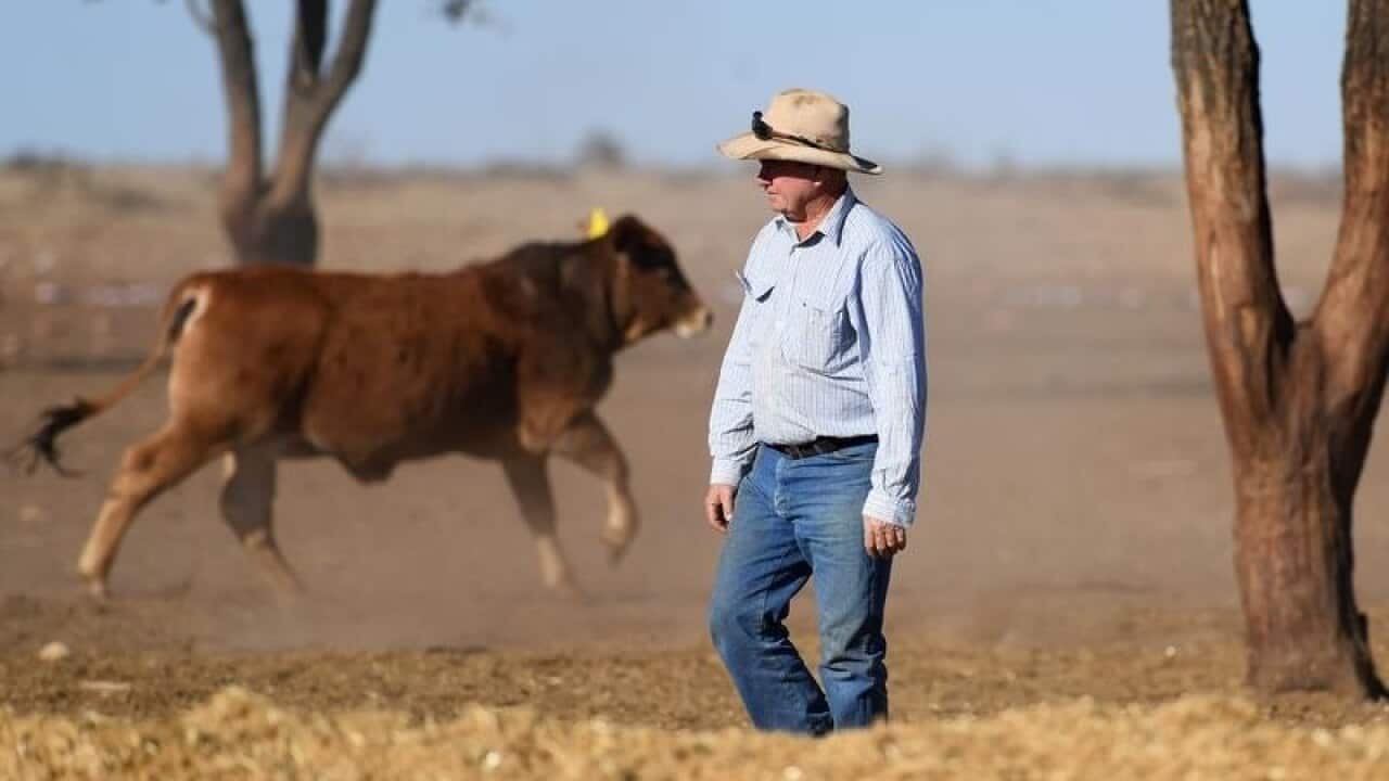 Queensland grazier Peter Cookson checks on cattle on his property.