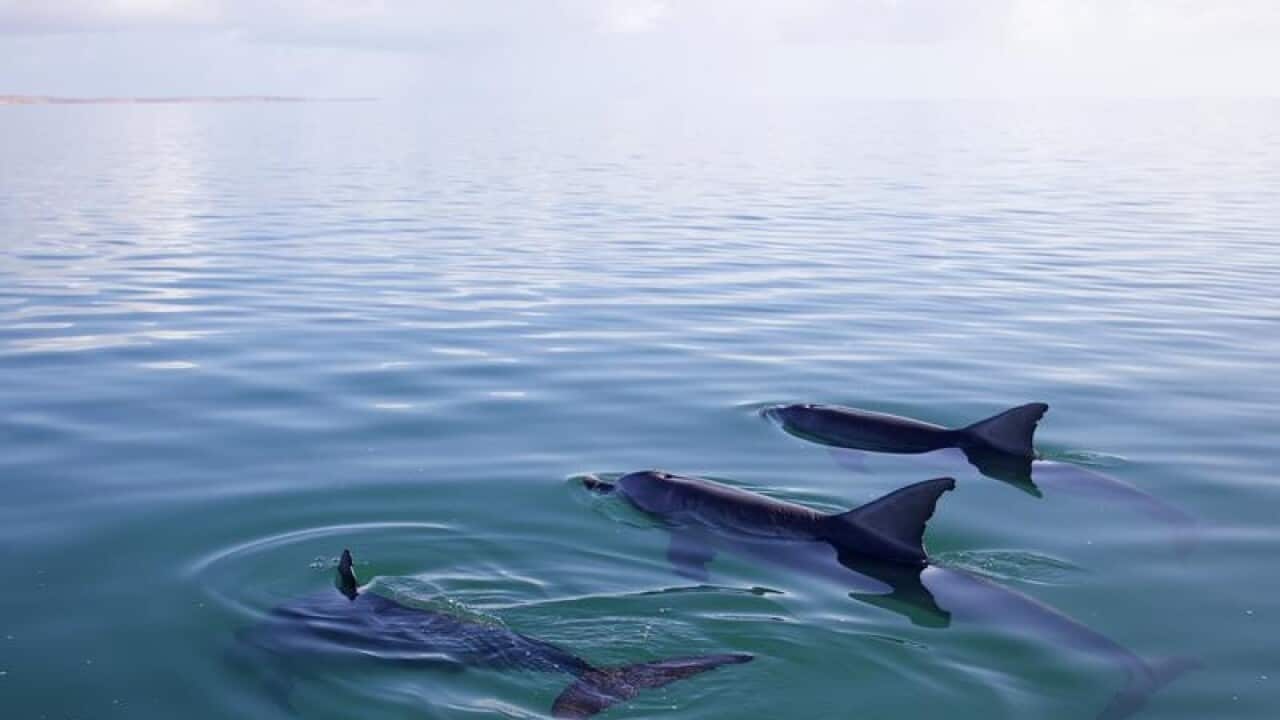 Bottlenose dolphins
