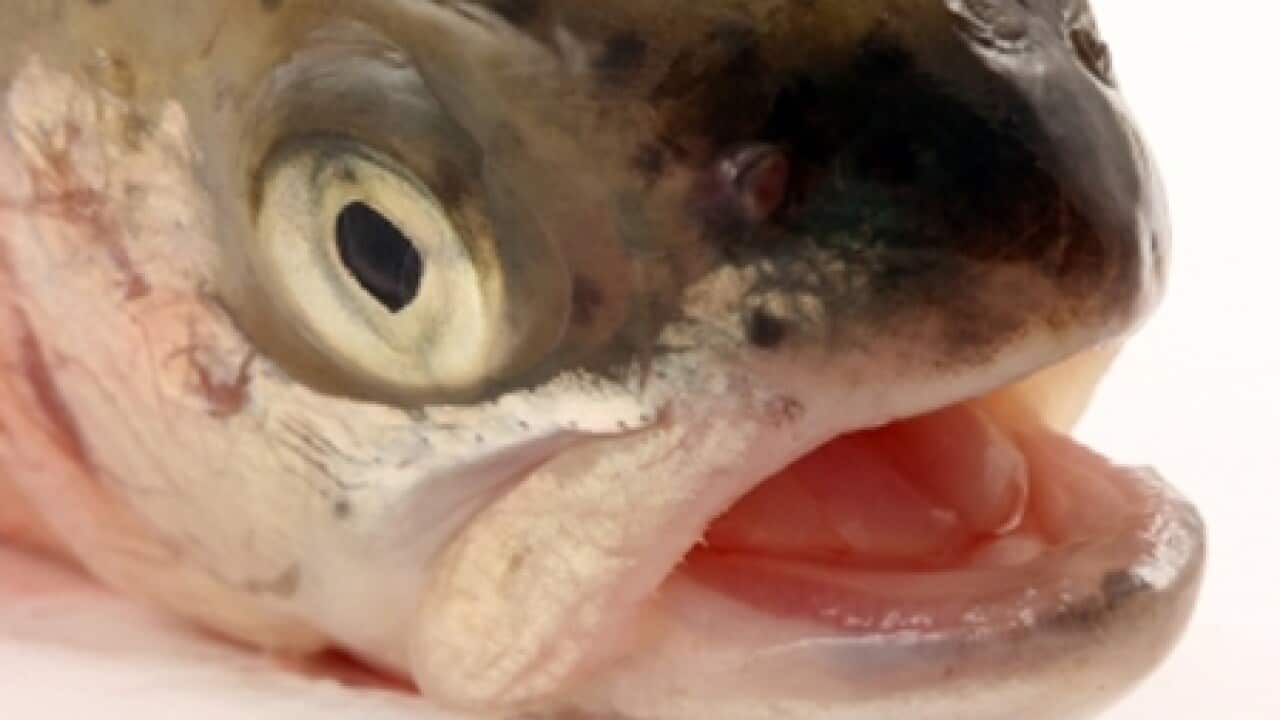 fish_trout_generic_090910_B_freephotos_519285422