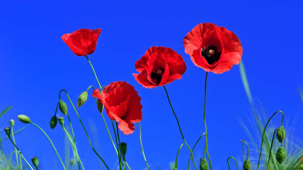 Common Poppy - flowering against a blue sky