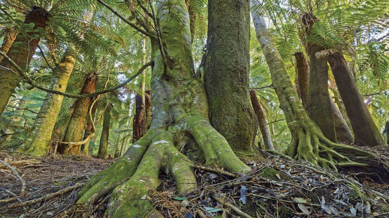 tasmania_worldheritagelisted_forest_aap.jpg