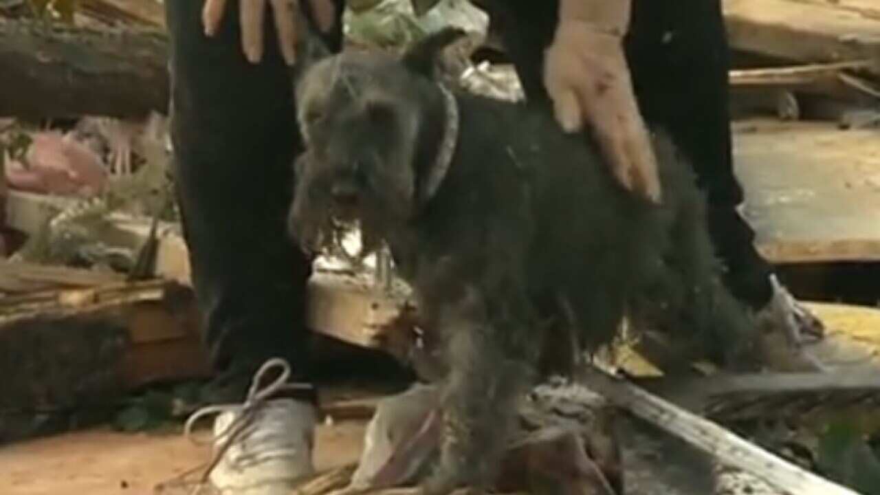 us_tornado_dog_reunite_cbs_130521_b_2067776399