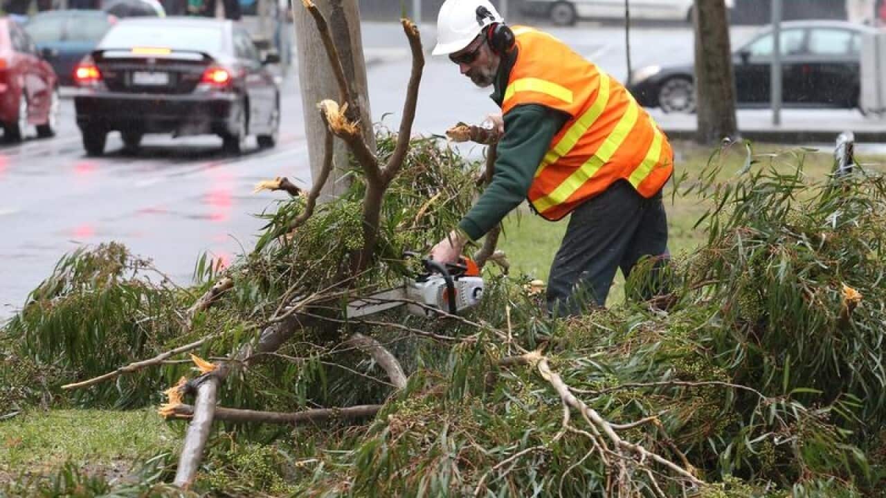 A worker clears a fallen tree in Melbourne.