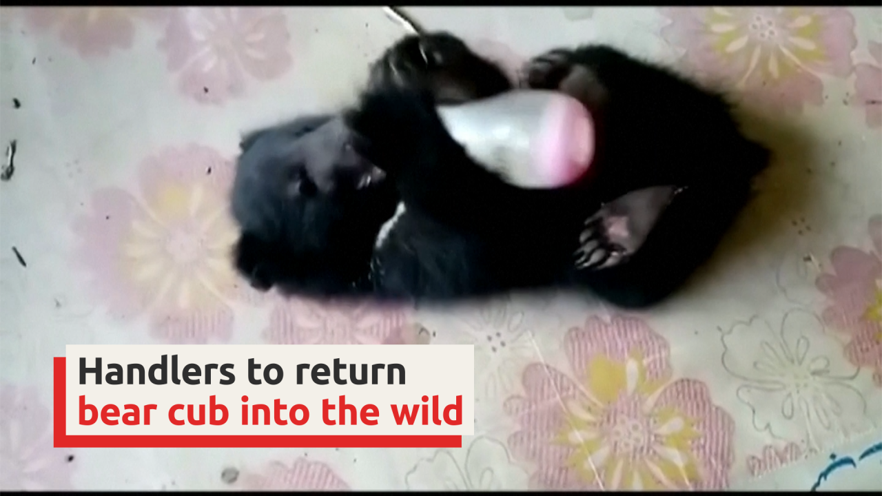 Handlers to return bear cub into the wild
