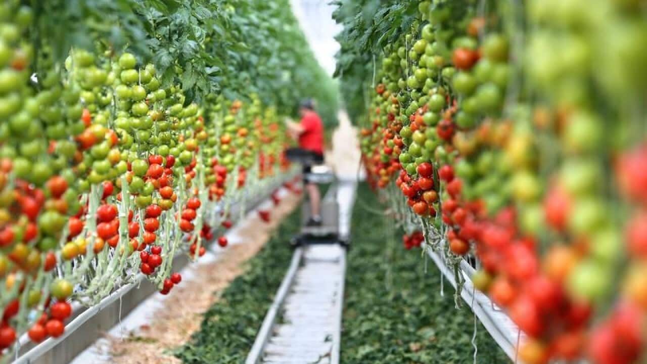 rows of tomatoes on the vine