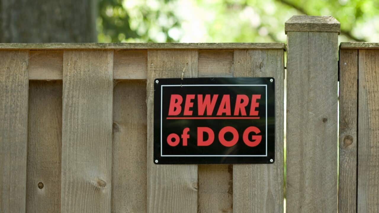 Dangerous dogs