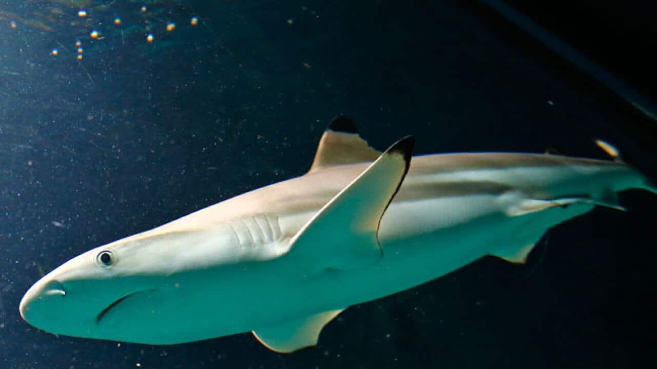 shark_120919_b_getty_602252183