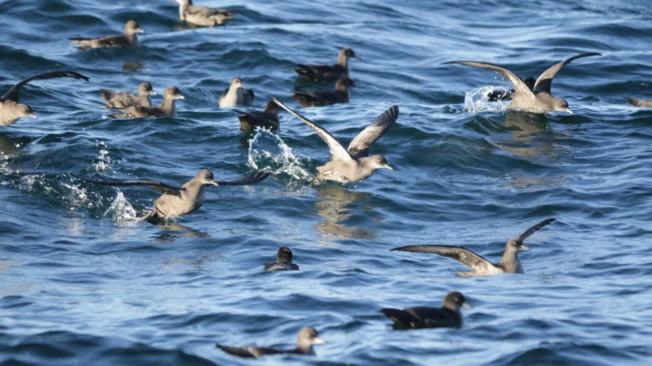 تعدادی شیرواتر دم کوتاه