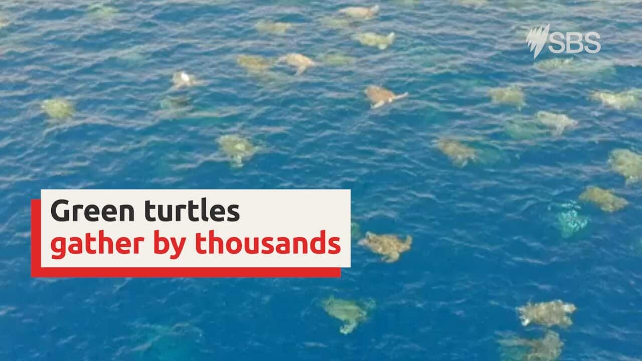 Largest green turtle gathering ever seen in Great Barrier Reef