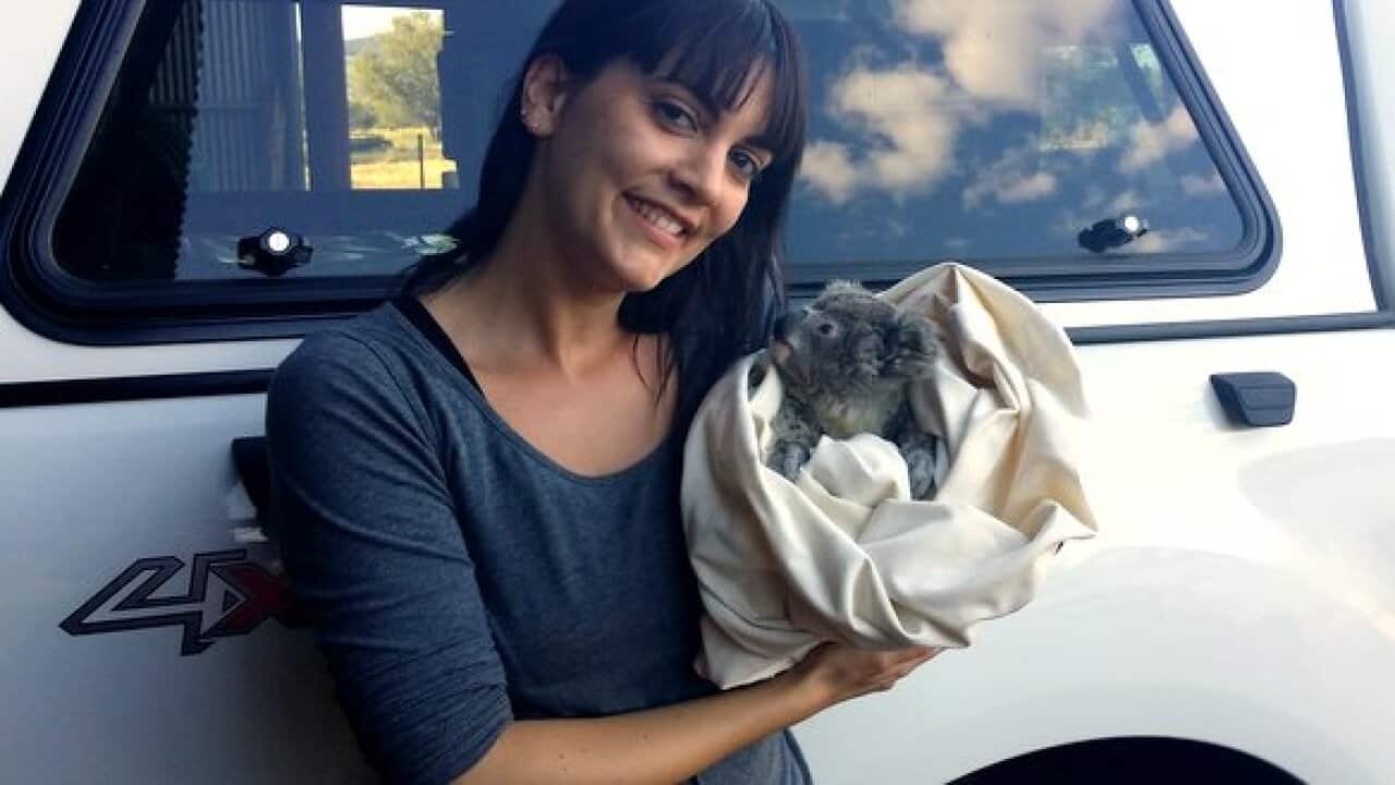 Image for read more article 'il lavoro di valentina con i koala'