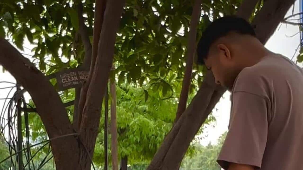 pic-tree.jpg