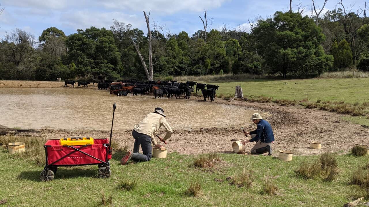 Courtesy of Martino Malerba